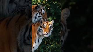 tiger vs lion attack shikar wild best Ghp facts short video