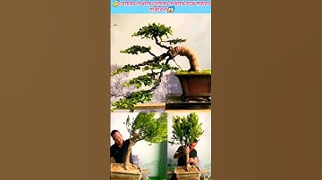 😱Podocarpus bonsai bending tips#satisfying🥰 #shortsfeed #vairal #Shorts😇