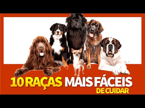 10 Raças de Cachorros Mais Fáceis de Cuidar | GUIA DE CÃES PARA INICIANTES