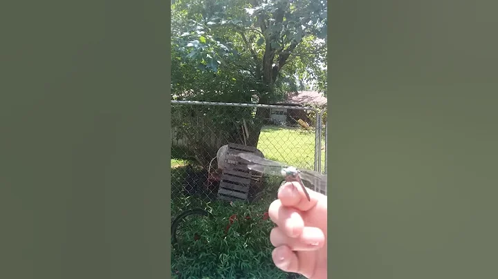 My little dragonfly 2