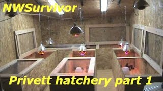 Baby Chicks From Privett Hatchery 1 week old 2016