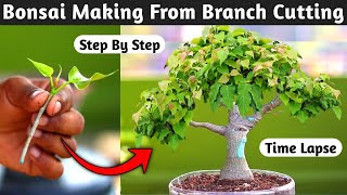 Ficus Bonsai Making From Branch Cutting | Bonsai Time Lapse