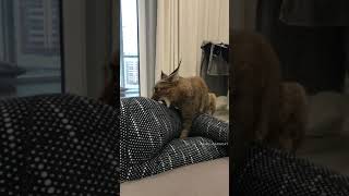 Floppa cat bites human #Shorts