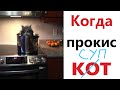 Приколы! КОТ ПРОКИС! Смешные видео от Доми шоу! Мемы анимация