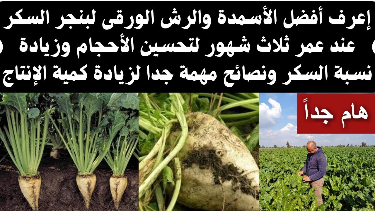 #إعرف أهم الأسمدة مع الرى والرش الورقى لزيادة أحجام البنجر وتحسين نسبة السكر عند عمر ثلاث شهور 