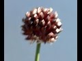 AJO SILVESTRE (Allium vineale) PLANTAS MEDICINALES