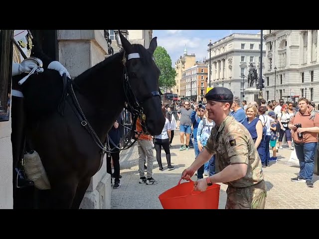 Horse given water plash the guard #thekingsguard class=