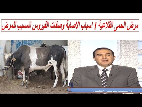 مرض الحمى القلاعية 1 اسباب الاصابة وصفات الفيروس المسبب للمرض