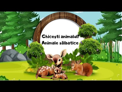 Video: Care Sunt Ghicitorile Despre Animale