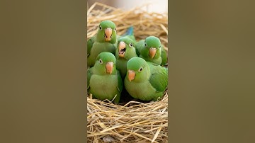 Bird Sound 🦜 Tiny Green Parrots Chirping Together – Adorable Nest Sounds