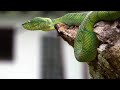 Understanding Snake Awareness and Reactions