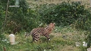 Exotic pet cat captured in Baltimore City