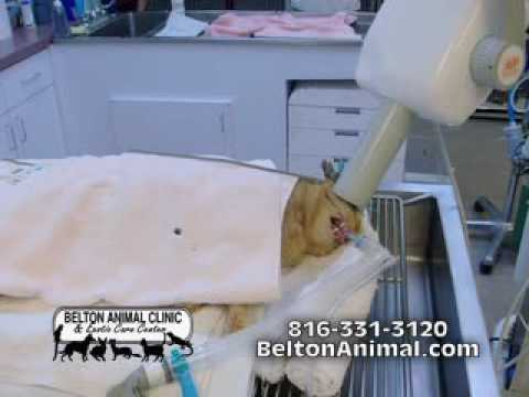 Belton Animal Clinic & Exotic Care Center Pet Dental Health