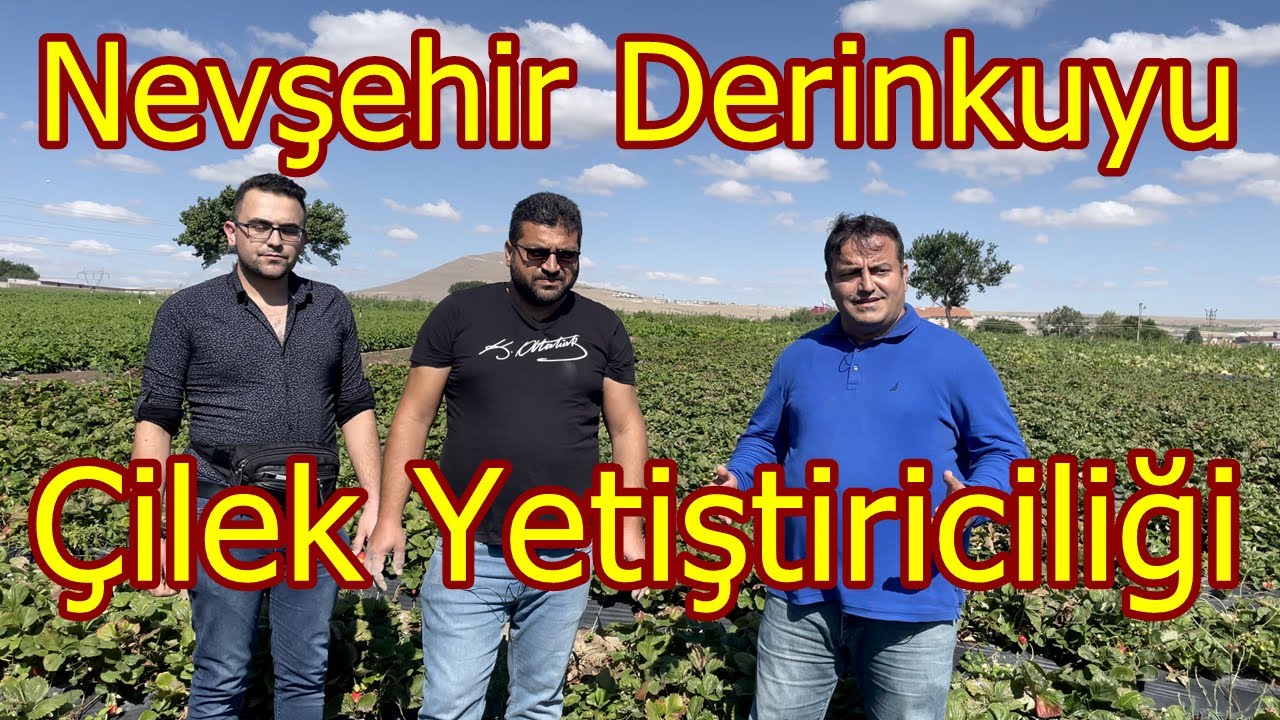 Nevşehir Derinkuyu - Çilek Yetiştiriciliği