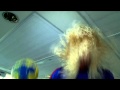 karaoké de l'équipe de France de handball en Suède !