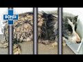 Rescue dog locked in cage his entire life    vet on the hill clips  bondi vet