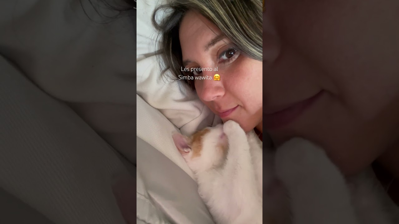 Simba wawita animalito pequeño y regalón #catvideos #simba