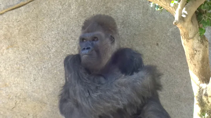 Gorilla Winston Family　ゴリラ　ウィンストン家族の日々　サンディエゴサファリパーク