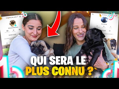 Vidéo: Chiens à suivre sur Instagram