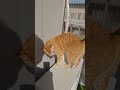 茶トラふうちゃん、ネコ様ベランダ#shorts#ネコのいる生活 #保護ネコ#保護猫を迎える前に準備すべきこと#ベランダ猫