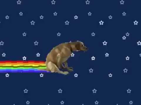 NYAN DOG