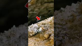 Don't be fooled, this isn't a spider! 🚫 The most cunning hunting technique ever.😱