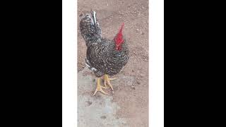 Minhas Galinha Caipira Tá Dando 6 Dúzia De Ovos Por Semana