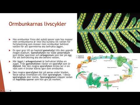 Livscykler hos växter - Biologi 2 (100 p)