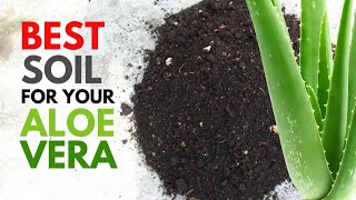 What is the Best Soil for Aloe vera