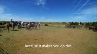 Working calves Spring 14 [HD]