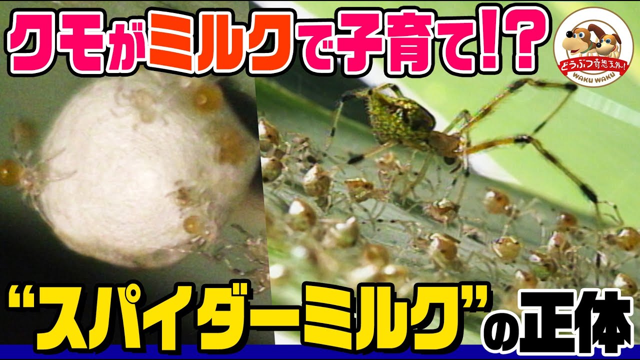 Includes predation scene] 100 babies swarm around the wrapped up