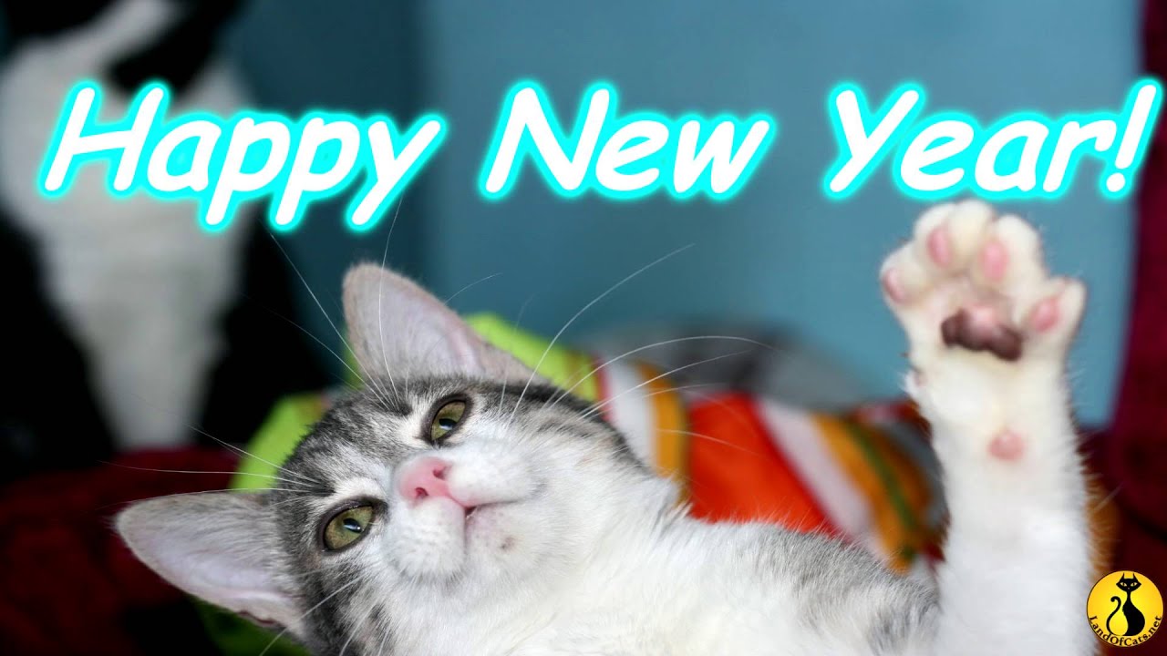 cats inn Keep your cats safe during New Year's Eve!