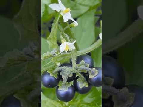 Осторожно! Паслён чёрный, ядовитые ягоды #shorts