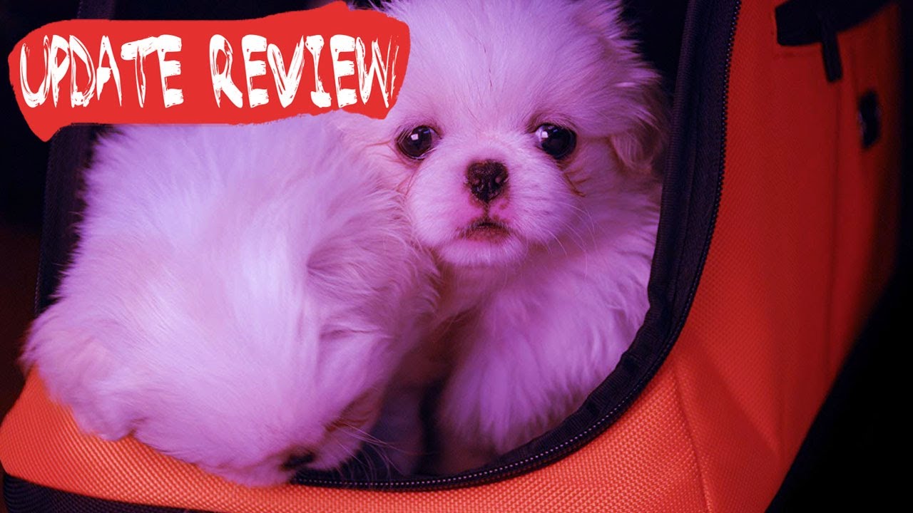 Sleepypod Air inCabin Pet Carrier Review The Best Cat Carrier in