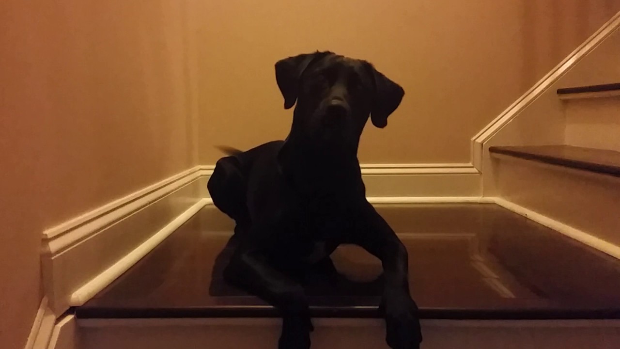 60 lb lab verses 10 lb cat - YouTube