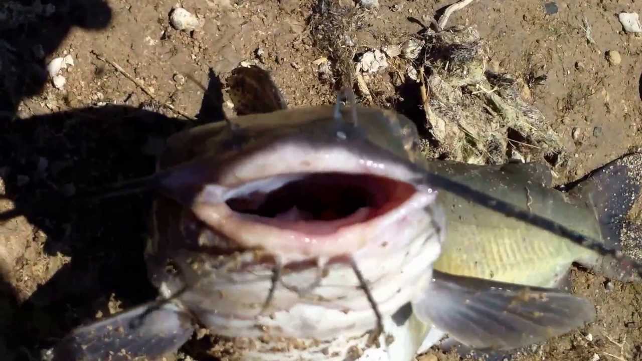 Lake Pleasant Fishing YouTube