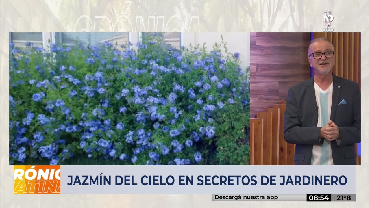 JAZMÍN DEL CIELO (Plumago): todos los SECRETOS del JARDINERO