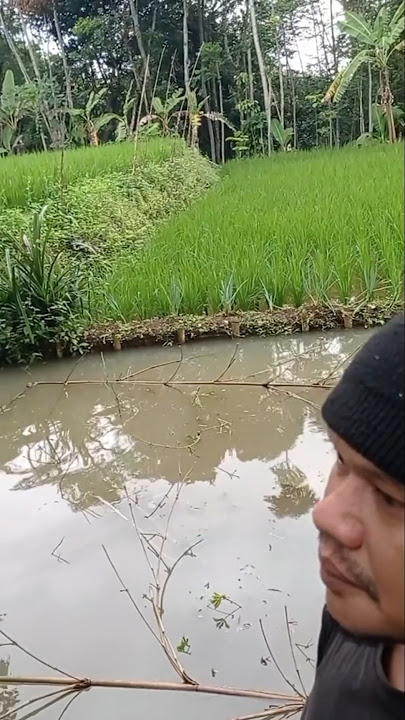 Suasana sejuk dan indah di tambakan balong