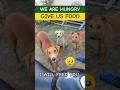Helping the voiceless animals 🥺 Feeding street dogs 🐕 #feed #dog #feeding