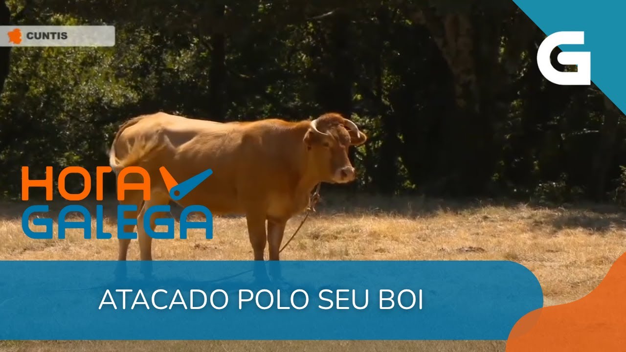 HOME FERIDO por un BOI en CUNTIS: trasladado en HELICÓPTERO 🚁🐂
