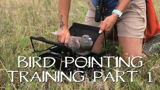 Pointing Birds: Upland Bird Dog Training  Part 1