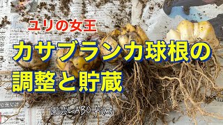 【ユリの女王 講座】　カサブランカ球根の調整と貯蔵