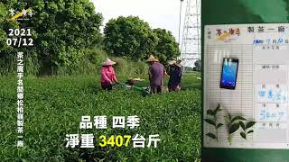 《茶の魔手》名間鄉松柏嶺製茶ㄧ廠-1100712採茶菁記實