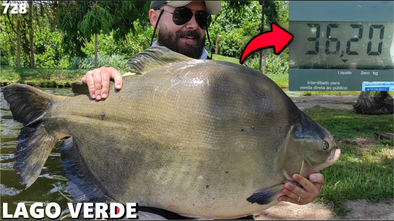 O dia do TAMBACU Monstro de 36,200kg no Lago Verde (FISHINGTUR #728)