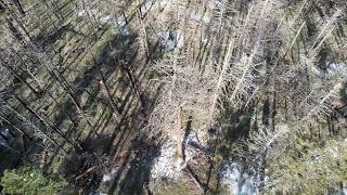 Radford Fire Cleanup Continues/ Massive trees FALL