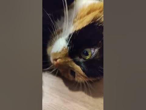 Мурлыка🥰 - YouTube