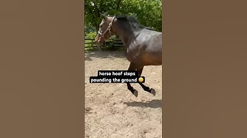 Morgan Horse Cantering In The Paddock 🐎 #shorts