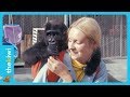 Koko, the gorilla, delivered a disturbing message