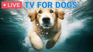 🔴 Dog Music｜Nature Video for Dogs｜Separation Anxiety Music & lullaby for dogs to go to sleep