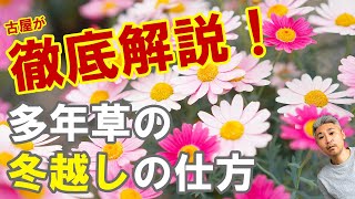 マーガレットなど多年草の冬越しの仕方 Youtube マーガレットなど多年草の冬越しの仕方 Youtube
